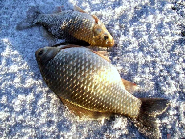 «Рыбачьте с нами» —  Об особенностях ловли карася со льда