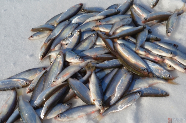 «Рыбачьте с нами» — Подледная ловля уклейки в Ижевске