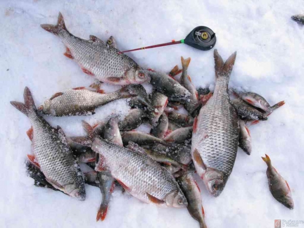 «Рыбачьте с нами» — Поиск рыбы весной подо льдом